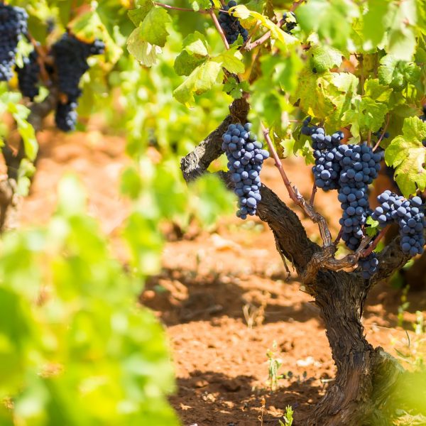 The branch of a vine with bunches of ripe grapes. Primitivo is a dark-skinned grape known for producing inky, tannic wines, particularly Primitivo di Manduria and its naturally sweet variant.
